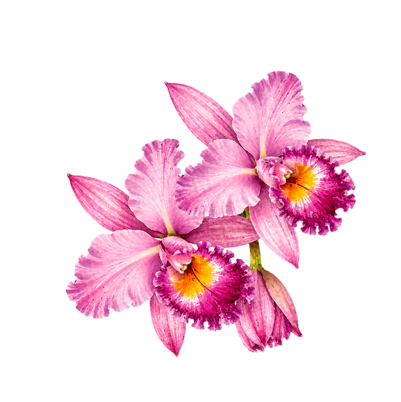 Orquídeas rosadas